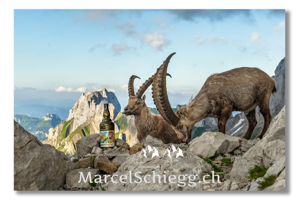 Steinbock/Alpstein Art.-Nr. MZ7-4078