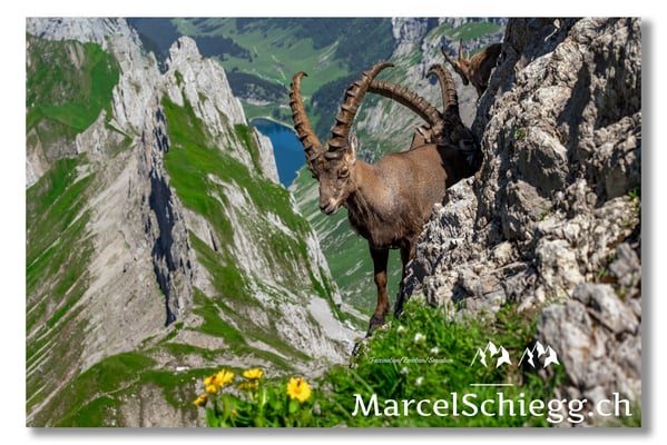 Marcel Schiegg, Marcel Schiegg Fotografie, Alpensteinbock, Steinbock, Wildtiere