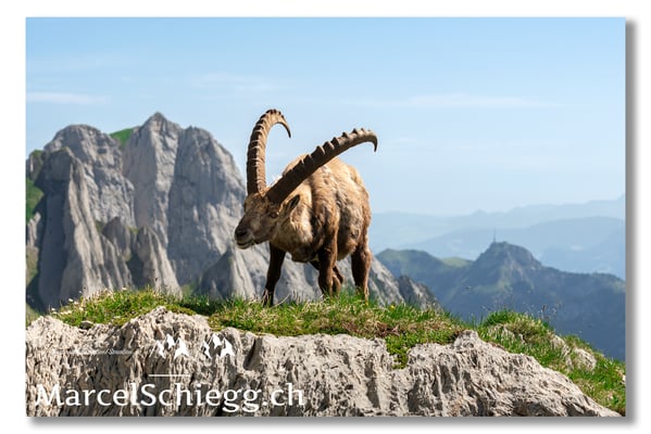 Marcel Schiegg Fotografie, Marcel Schiegg, Hoher Kasten, Alpensteinbock, Steinbock, Alpstein