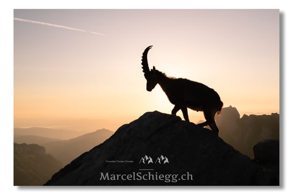 Marcel Schiegg, Marcel Schiegg Fotografie, Alpensteinbock, Steinbock, Wildtiere, Alpstein