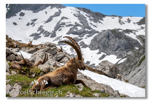Marcel Schiegg, Marcel Schiegg Fotografie, Alpensteinbock, Steinbock, Wildtiere