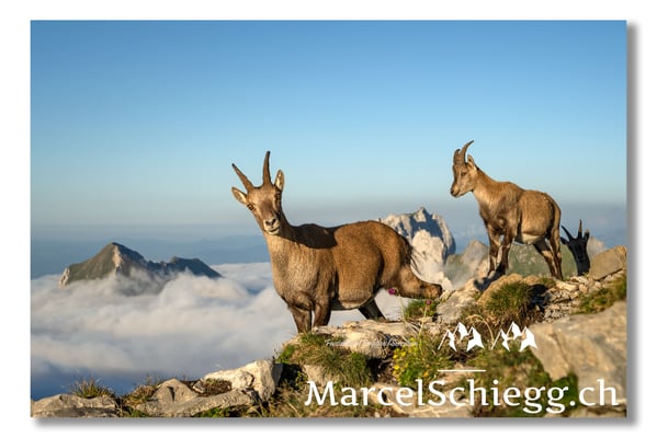 Steingeiss/Alpstein Art.-Nr. MZ7-0432/21