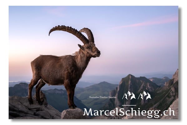 Marcel Schiegg, Marcel Schiegg Fotografie, Alpensteinbock, Steinbock, Wildtiere, Alpstein