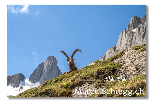 Steinbock/Alpstein Art.-Nr. MZ7-2021/22