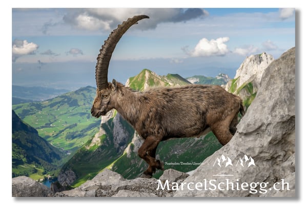 Steinbock/Alpstein Art.-Nr. MZ7-8674