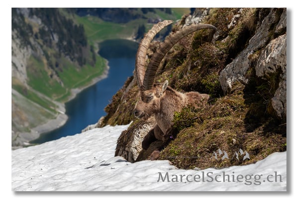 Steinbock/Alpstein Art.-Nr. MS5-4662