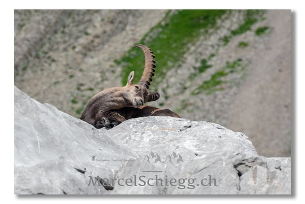 Steinbock/Alpstein Art.-Nr. MS5-3907