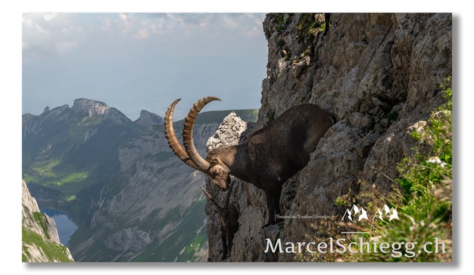 Marcel Schiegg, Marcel Schiegg Fotografie, Alpensteinbock, Steinbock, Wildtiere