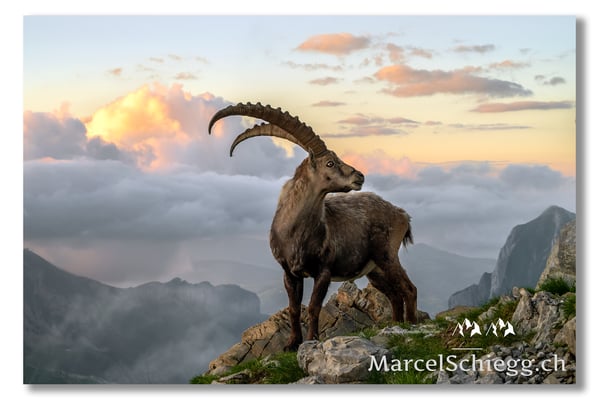 Marcel Schiegg, Marcel Schiegg Fotografie, Alpensteinbock, Steinbock, Wildtiere