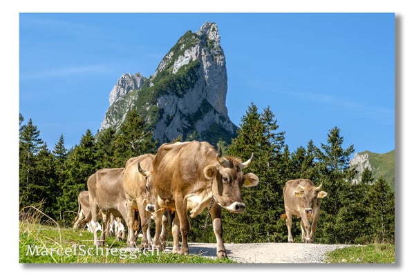 Marcel Schiegg Fotografie, Tradition, Brauchtum, Alpfahrt, Oeberefahre, Appenzell, Appenzellerland, Öberefahre, Alpstein