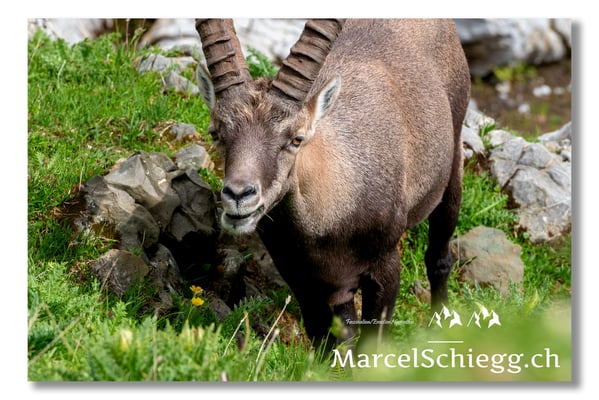 Steinbock/Alpstein Art.-Nr. MS5-3973