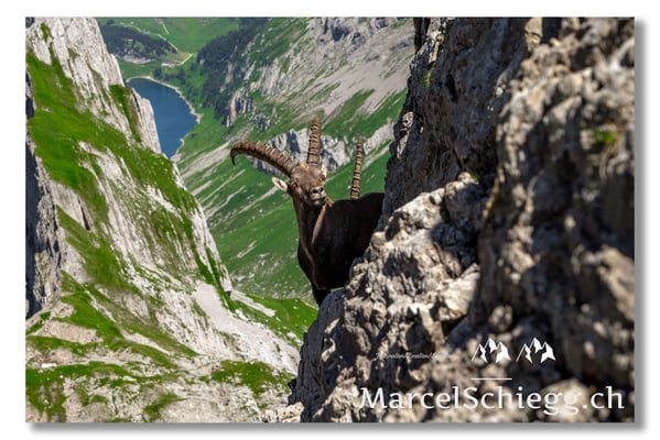Marcel Schiegg, Marcel Schiegg Fotografie, Alpensteinbock, Steinbock, Wildtiere