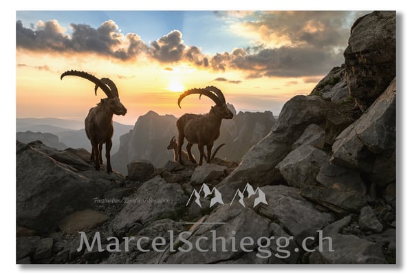 Marcel Schiegg, Marcel Schiegg Fotografie, Berggasthaus Rotsteinpass, Alpensteinbock, Steinbock, Alpstein