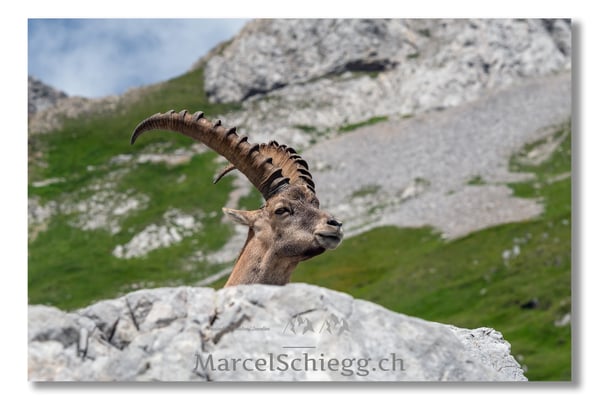 Steinbock/Alpstein Art.-Nr. MS5-3873