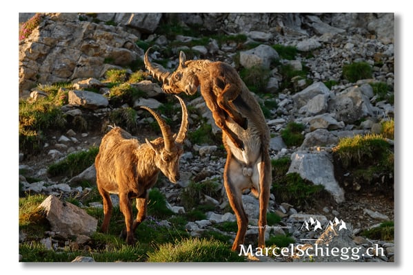 Steinbock/Alpstein Art.-Nr. MS5-2789
