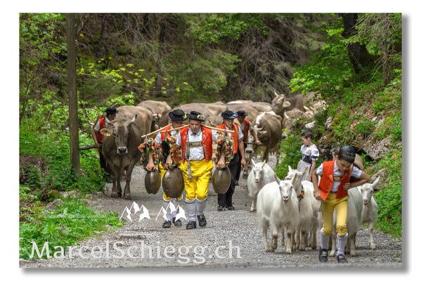 Marcel Schiegg Fotografie, Tradition, Brauchtum, Alpfahrt, Oeberefahre, Appenzell, Alpstein, Sämtis, Senntumschellen, Erwin Koch