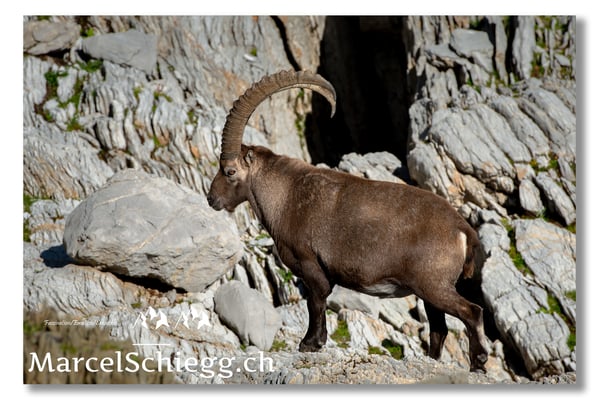Steinbock/Alpstein Art.-Nr. MS5-9903