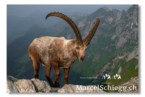 Marcel Schiegg, Marcel Schiegg Fotografie, Alpensteinbock, Steinbock, Wildtiere, Alpstein