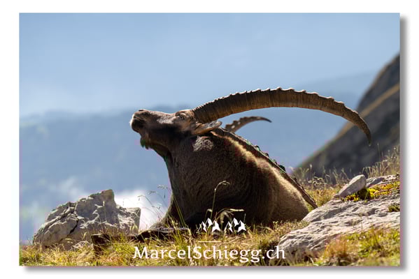 Marcel Schiegg, Marcel Schiegg Fotografie, Alpensteinbock, Steinbock, Wildtiere, Alpstein, Herbst
