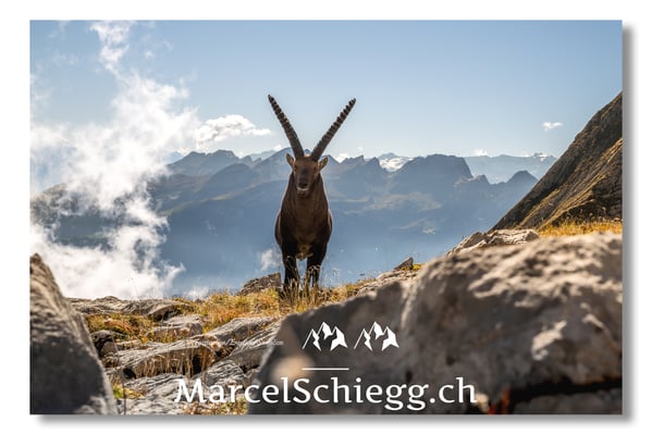 Marcel Schiegg, Marcel Schiegg Fotografie, Alpensteinbock, Steinbock, Wildtiere, Alpstein, Herbst