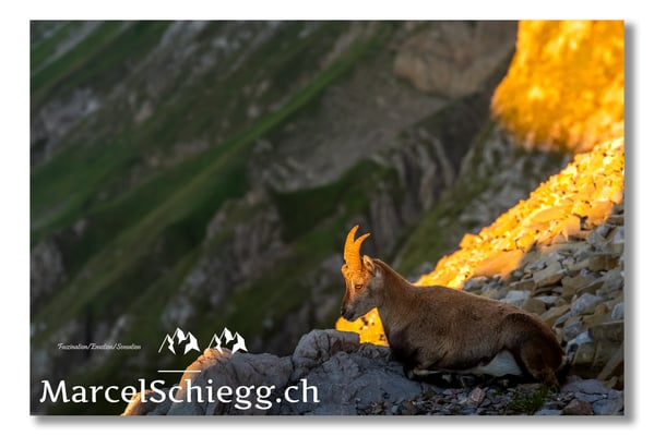 Steinbock/Alpstein Art.-Nr. MS5-3719/21