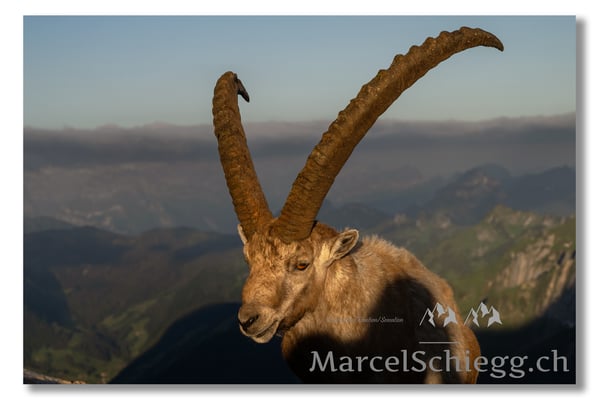 Marcel Schiegg, Marcel Schiegg Fotografie, Alpensteinbock, Steinbock, Wildtiere