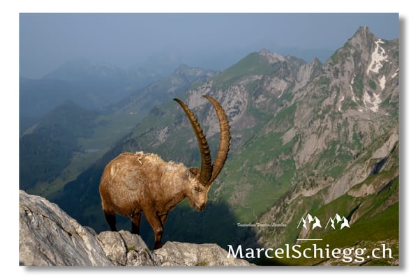 Marcel Schiegg, Marcel Schiegg Fotografie, Alpensteinbock, Steinbock, Wildtiere, Alpstein