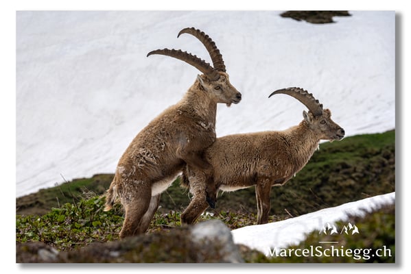 Marcel Schiegg, Marcel Schiegg Fotografie, Alpensteinbock, Steinbock, Wildtiere