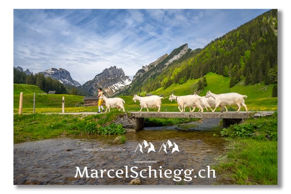 Marcel Schiegg Fotografie, Tradition, Brauchtum, Alpfahrt, Oeberefahre, Appenzell, Alpstein, Sämtis, Appenzeller Ziege