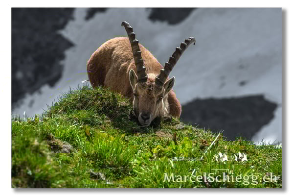 Marcel Schiegg, Marcel Schiegg Fotografie, Alpensteinbock, Steinbock, Wildtiere