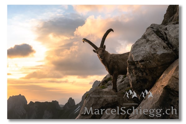 Steinbock/Alpstein Art.-Nr. MZ7-0921