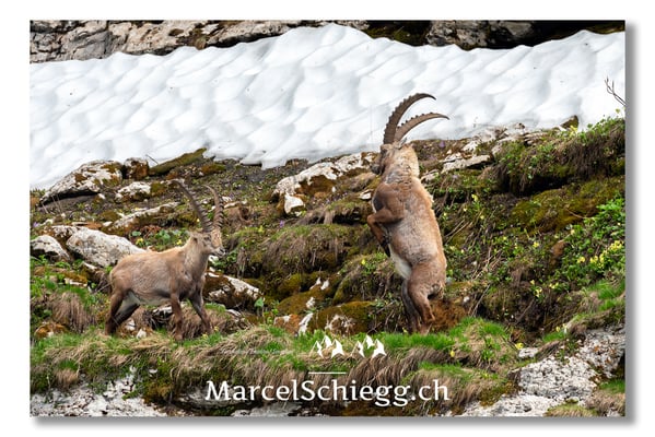 Steinbock/Alpstein Art.-Nr. MS5-4276