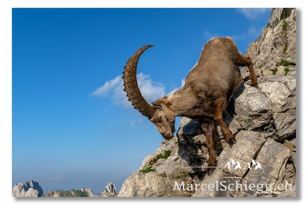 Marcel Schiegg, Marcel Schiegg Fotografie, Berggasthaus Rotsteinpass, Alpensteinbock, Steinbock, Alpstein