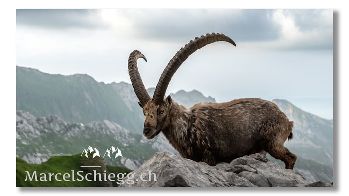 Marcel Schiegg, Marcel Schiegg Fotografie, Alpensteinbock, Steinbock, Wildtiere