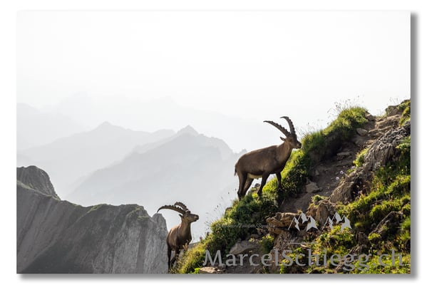 Steinbock/Alpstein Art.-Nr. MZ7-2105