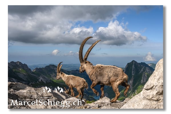 Steinbock/Alpstein Art.-Nr. 21MZ7-8776