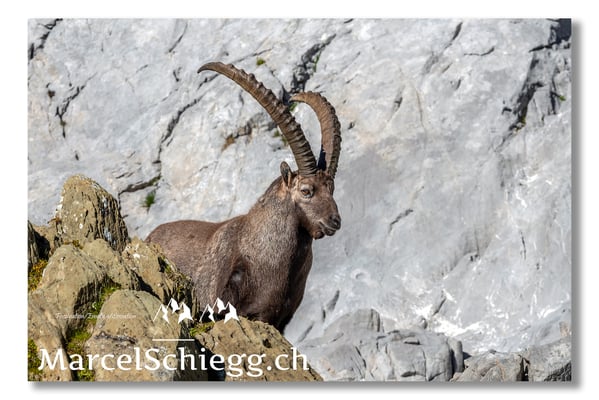 Steinbock/Alpstein Art.-Nr. MS5-9741