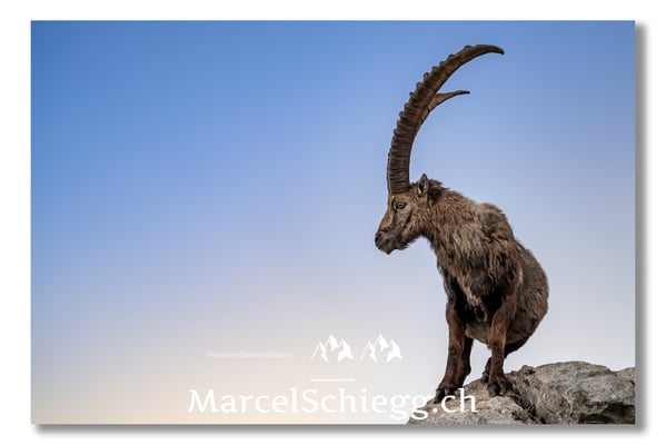 Steinbock/Alpstein Art.-Nr. MZ7-2736/22