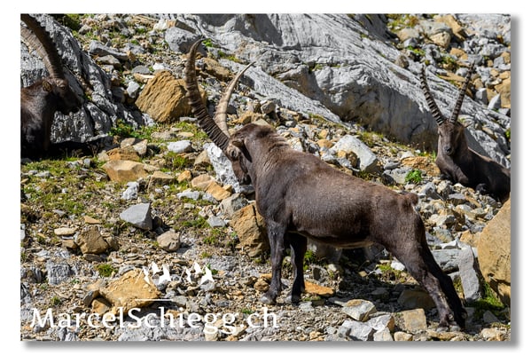 Marcel Schiegg, Marcel Schiegg Fotografie, Alpensteinbock, Steinbock, Wildtiere