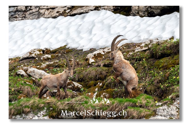 Steinbock/Alpstein Art.-Nr. MS5-4277