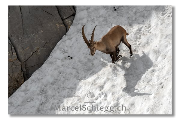 Steinbock/Alpstein Art.-Nr. MS5-3984
