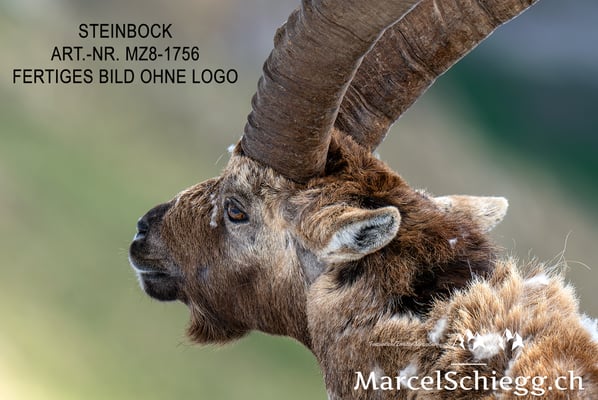 Marcel Schiegg, Alpensteinbock, Steinbock, Steinböcke