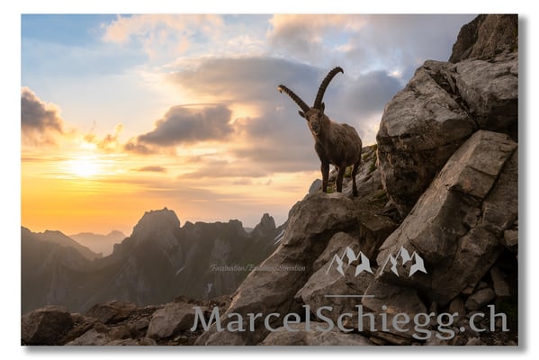 Marcel Schiegg, Marcel Schiegg Fotografie, Alpensteinbock, Steinbock, Wildtiere