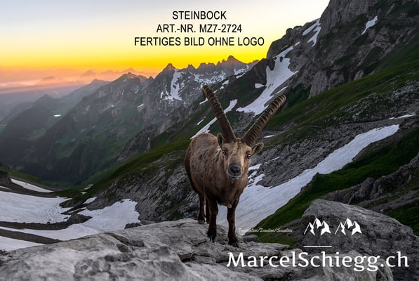 Marcel Schiegg, Alpensteinbock, Steinbock, Steinböcke