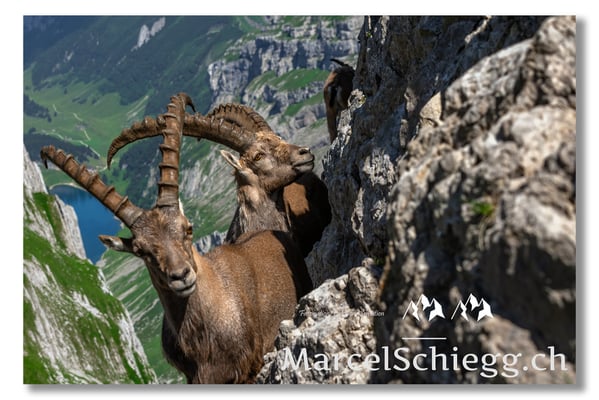 Marcel Schiegg, Marcel Schiegg Fotografie, Alpensteinbock, Steinbock, Wildtiere