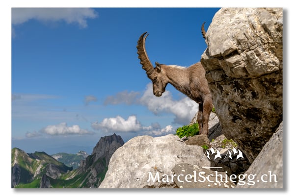 Steinbock/Alpstein Art.-Nr. MZ7-8585