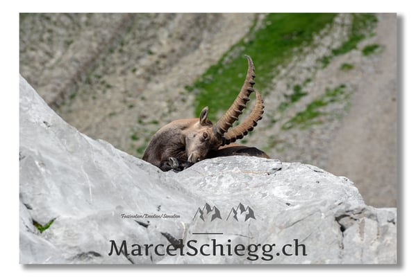 Steinbock/Alpstein Art.-Nr. MS5-3908
