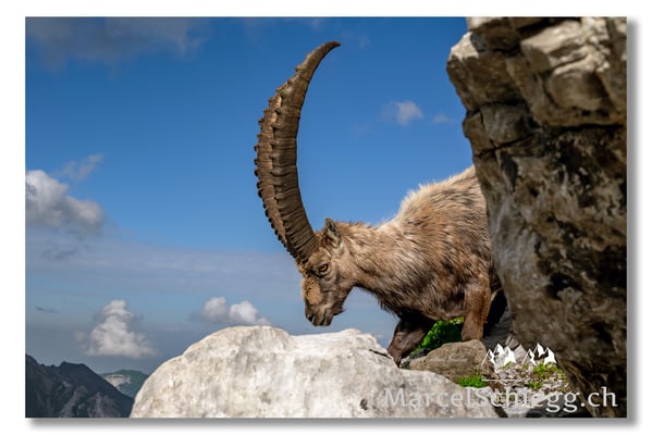 Steinbock/Alpstein Art.-Nr. MZ7-8771