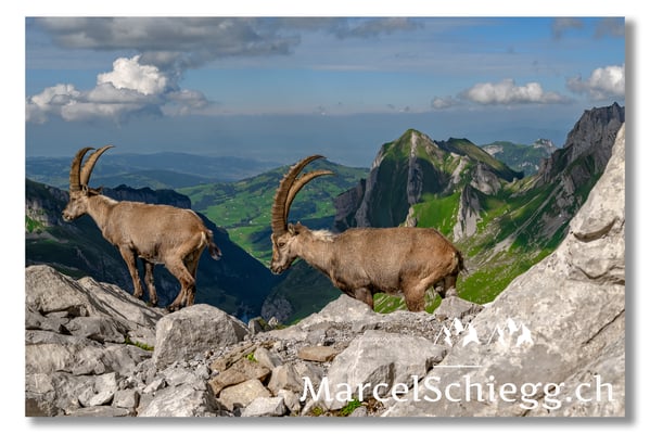 Steinbock/Alpstein Art.-Nr. MZ7-8594