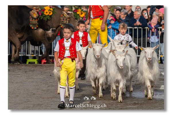 Marcel Schiegg Fotografie, Brauchtum, Tradition, Appenzell, Appenzellerland